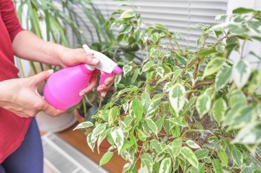 Sulu houseplants are