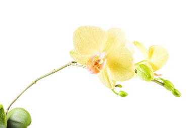 Sarı orkide çiçek 