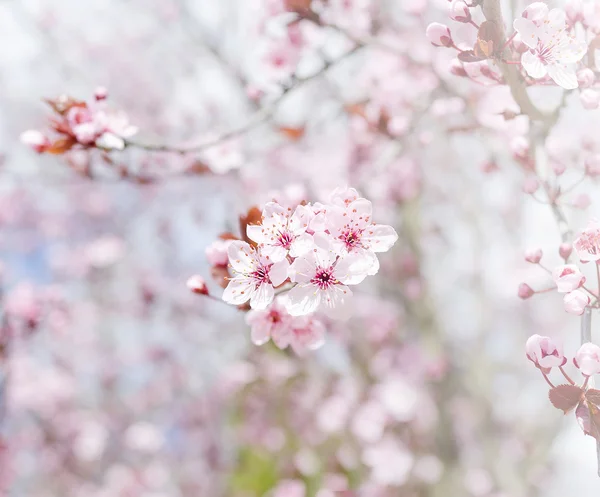 Cherry tree flower in spring — Stock Photo, Image