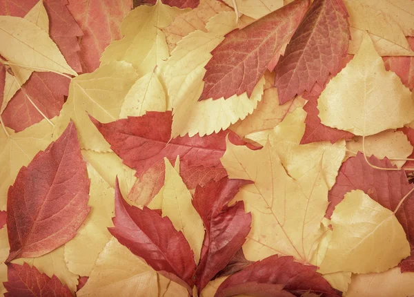 Многоцветные осенние листья . — стоковое фото