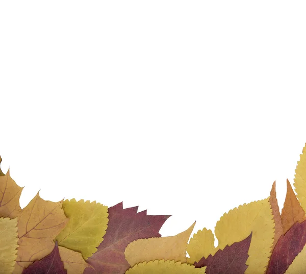 Folha de papel em umas folhas de outono . — Fotografia de Stock