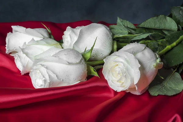 Weiße Rose auf rotem Satin. — Stockfoto