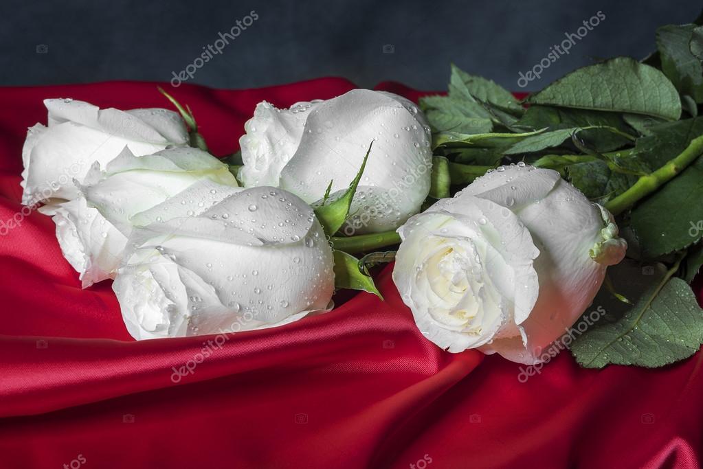 赤のサテンの白いバラ ストック写真 C Tanya Rozhnovskaya Gmail Com