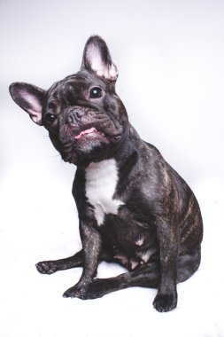 Beyaz bir arka plan üzerinde siyah Fransız buldozer