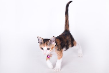 beyaz arkaplandaki kedi