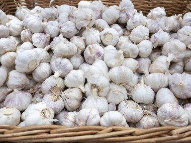 Dokunulmazlık için sezonluk taze ürün. Sarımsak ve kafaları Covid virüsünden. Hasır sepette mis kokulu doğal baharatlar. Mor damarlı beyaz