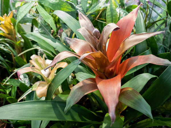 Великолепное растение гусмания тростник. Вечнозеленое эпифитическое растение с красными, желтыми и фиолетовыми цветами. Ощущение тропического леса. Многолетний зелёный цвет.