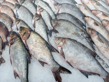 Buzda taze kırmızı balık. Taze somon balığı buzda yatıyor..