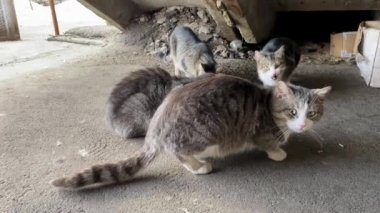 Evsiz sokak kedileri merdivenlerin altında yemek yerler. Kedilerden biri diğerlerini koruyor. Yemek yerler, dudaklarını yalarlar ve spagetti yerler. Büyükannenin getirdiği makarnadan..