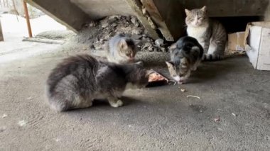 Evsiz sokak kedileri merdivenlerin altında yemek yerler. Kedilerden biri diğerlerini koruyor. Yemek yerler, dudaklarını yalarlar ve spagetti yerler. Büyükannenin getirdiği makarnadan..