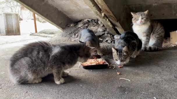 Безпритульні Вуличні Коти Їдять Їжу Під Сходами Один Кіт Охороняє — стокове відео