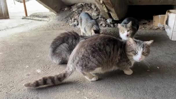 Dakloze Straatkatten Eten Voedsel Onder Trap Ene Kat Bewaakt Andere — Stockvideo