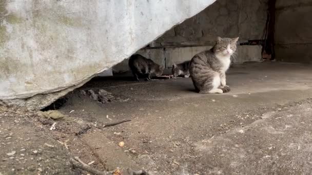 Dakloze Straatkatten Eten Voedsel Onder Trap Ene Kat Bewaakt Andere — Stockvideo