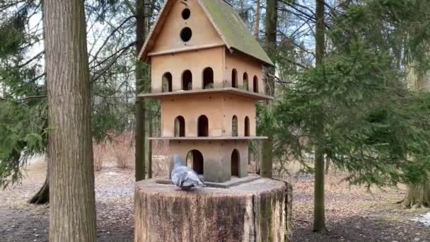 Pigeons in the park near the house feeder — Stock Video