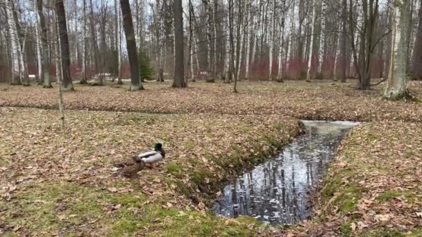 Kachny v podzimním parku čisté peří — Stock video