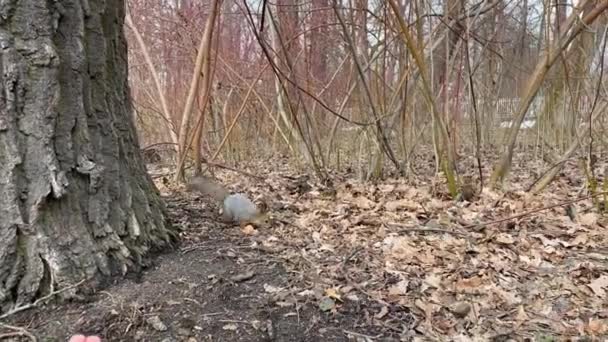 Ardilla alimentada con las manos en el parque — Vídeo de stock