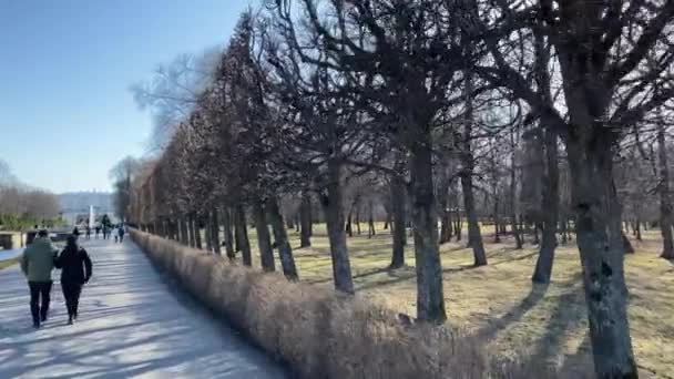 People walk through the park trees and bushes. — Stock Video