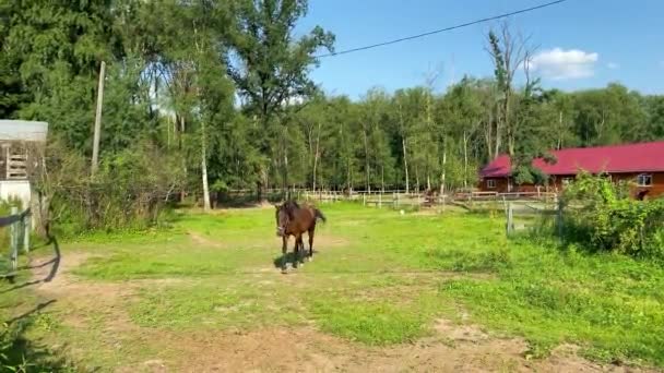 En häst går på gården på sommaren i byn — Stockvideo