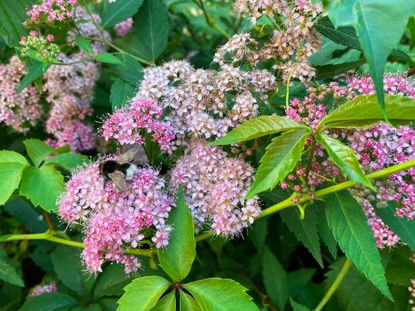 Bumblebee collects pollen on Japanese spirea — Stock Photo, Image