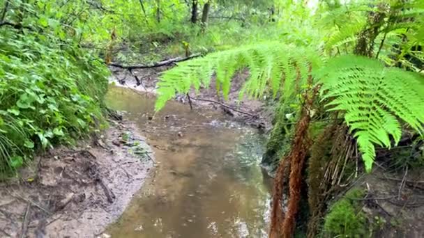 Ruisseau forestier avec fond de fougère — Video