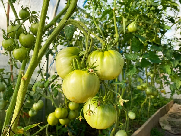 Tomates vertes sur une branche dans la serre — Photo