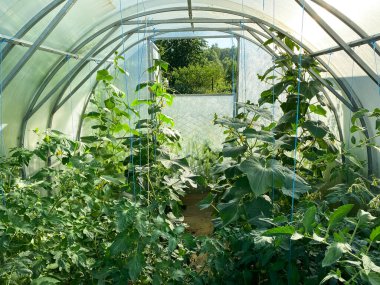 Yeşil salatalıklı sera.