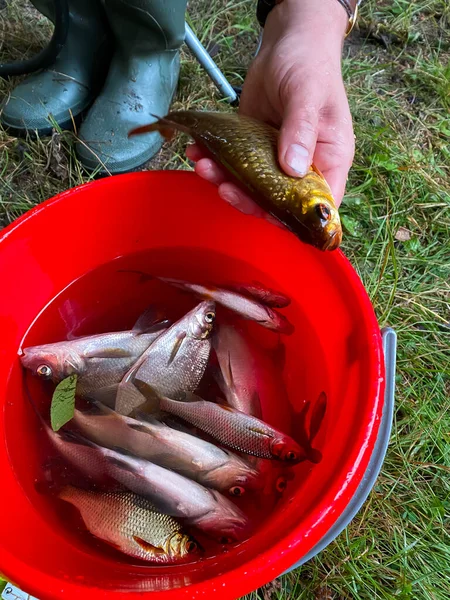 Fish in a bucket and hand. bream and redfish