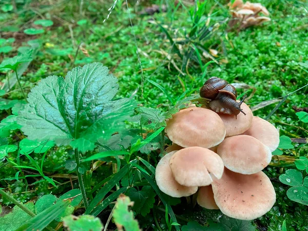 Ślimak przepełza przez rodzinę grzybów. — Zdjęcie stockowe