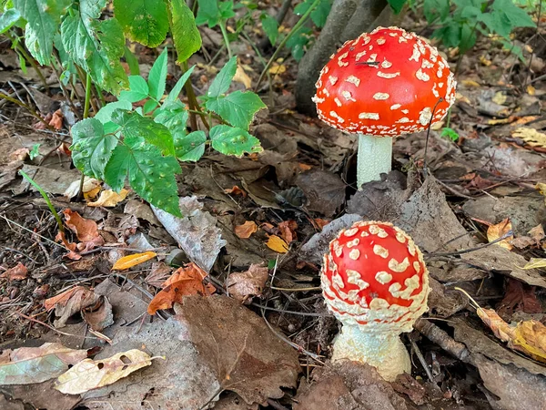 Amanita o sgabello nei fores autunnali — Foto Stock