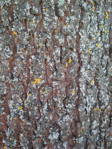 Textura Material Construção Madeira Preta Tronco Árvore Natureza — Fotografia de Stock