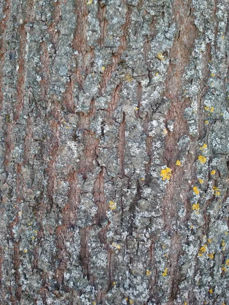 Textura Material Construção Madeira Preta Tronco Árvore Natureza — Fotografia de Stock