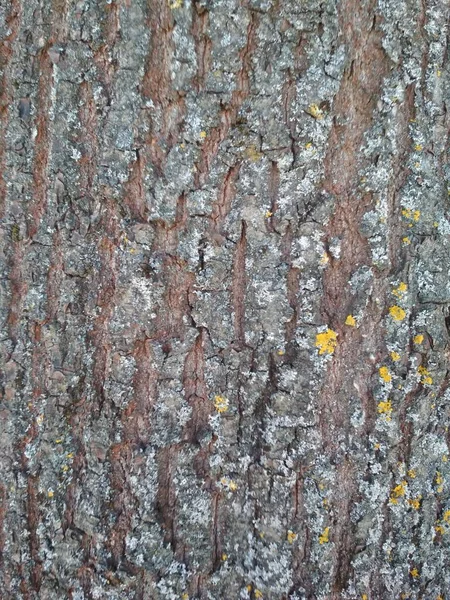 Texture Materiale Costruzione Legno Nero Tronco Albero Natura — Foto Stock