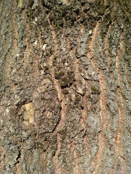 Doku, yapı malzemesi, siyah ahşap, ağaç gövdesi, doğa.