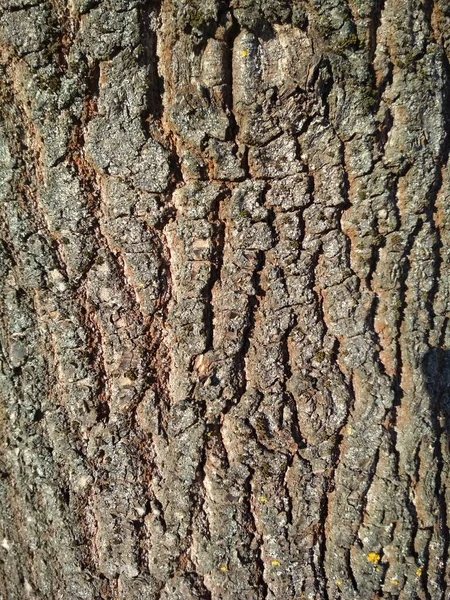 Texture Building Material Black Wood Tree Trunk Nature — Stock Photo, Image