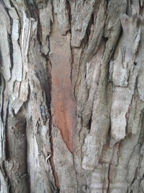 Hawthorn ahşabı, doku, ağaç kabuğu, ahşap çatlakları, kahverengi yapı