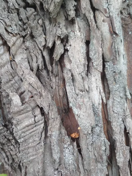 Bois Aubépine Texture Écorce Fissures Bois Structure Brune — Photo