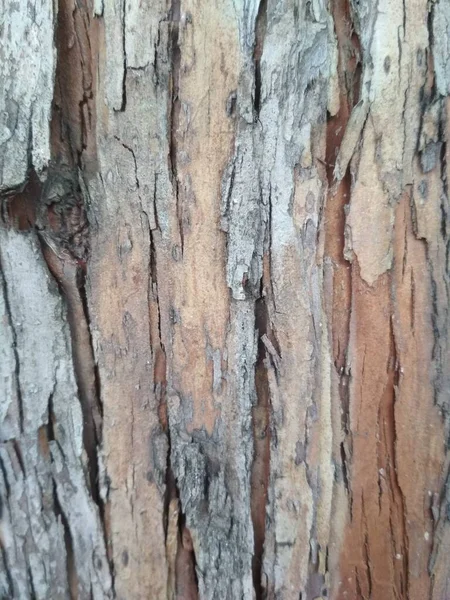 Дерево Боярышника Текстура Кора Трещины Коричневая Структура — стоковое фото