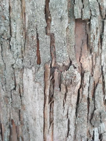 Madera Espino Textura Árbol Corteza Grietas Madera Estructura Marrón — Foto de Stock