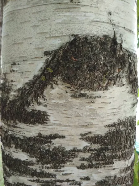 Ağaç gövdesi, doku, beyaz ağaç kabuğu, siyah düğüm yapısı, beyaz ahşap.