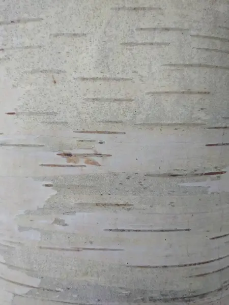 Ağaç gövdesi, doku, beyaz ağaç kabuğu, siyah düğüm yapısı, beyaz ahşap.