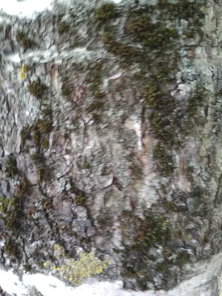 Ağaç gövdesi, doku, beyaz ağaç kabuğu, siyah düğüm yapısı, beyaz ahşap.