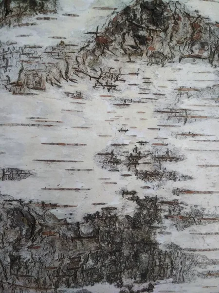 Ağaç gövdesi, doku, beyaz ağaç kabuğu, siyah düğüm yapısı, beyaz ahşap.