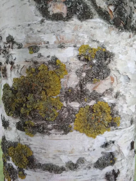 Ağaç gövdesi, doku, beyaz ağaç kabuğu, siyah düğüm yapısı, beyaz ahşap.