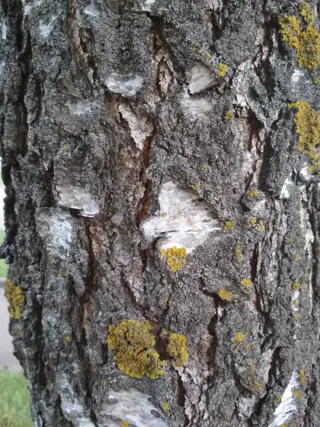 Tronco Bétula Textura Casca Árvore Branca Estrutura Preto Madeira Branca — Fotografia de Stock