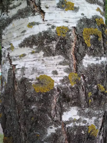 Ağaç gövdesi, doku, beyaz ağaç kabuğu, siyah düğüm yapısı, beyaz ahşap.