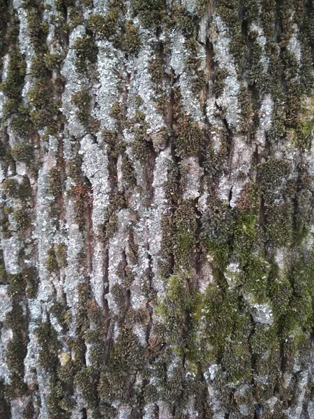 Tronco Della Betulla Consistenza Corteccia Albero Bianca Struttura Del Nodo — Foto Stock