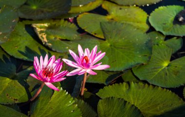 Lotus denizinde pembe nilüfer çiçeği