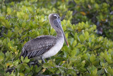 Kahverengi Pelikan (Pelecanus occidentalis), Santa Cruz Adası, Galapagos Adaları, Ekvador