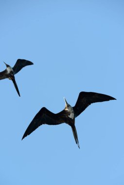 Muhteşem Frigatebird (Fregata magnificens), Floreana Adası, Galapagos Adaları, Ekvador