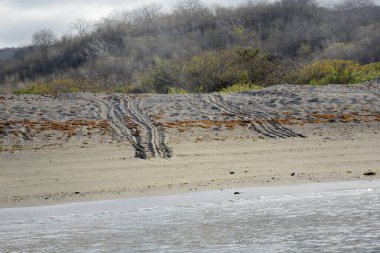 Galapagos yeşil kaplumbağası (Chelonia mydas agassisi) yuva yapma plajı, Urbina Körfezi, Isabela Adası, Galapagos Adaları, Ekvador